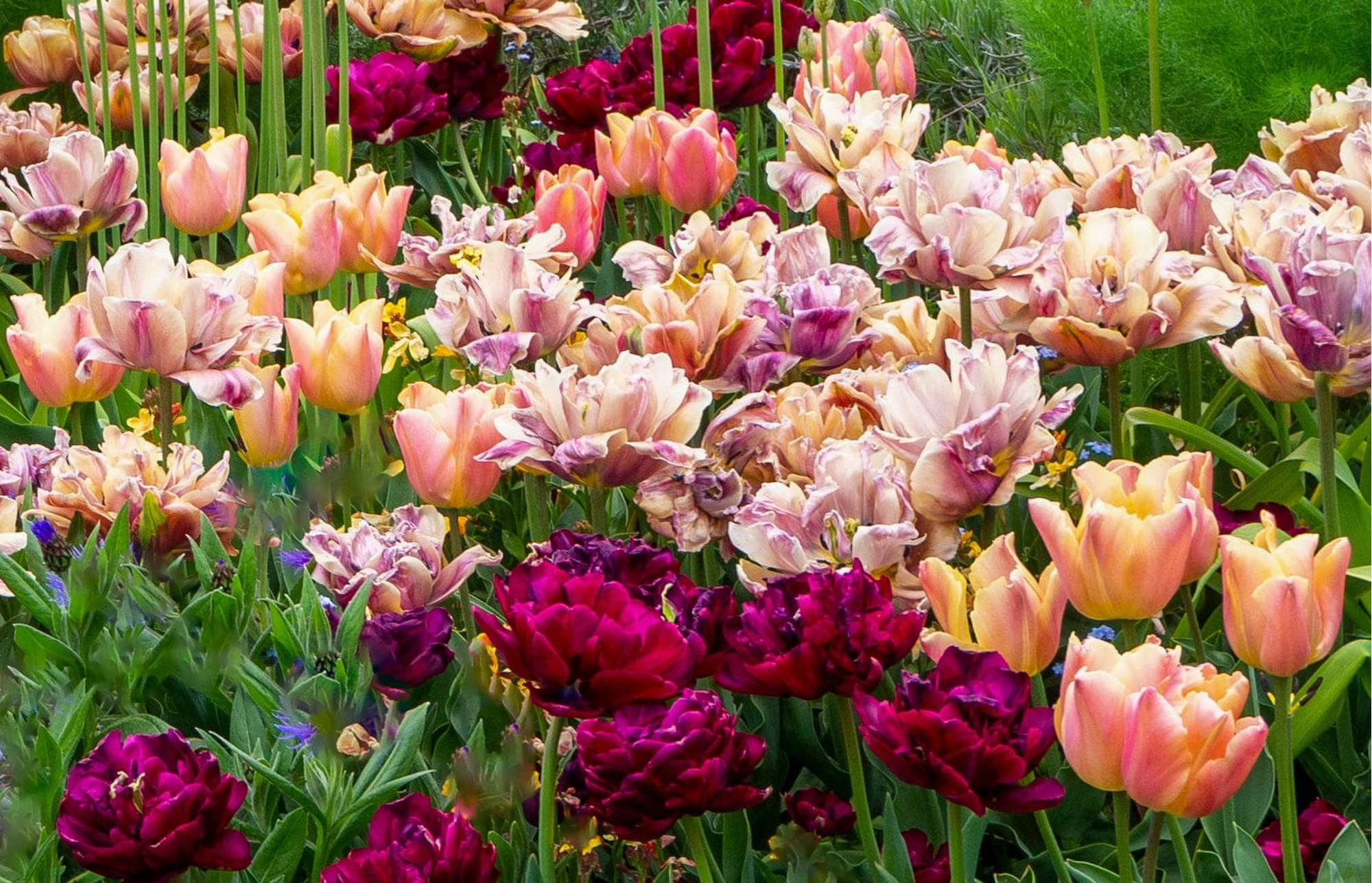 'Katja' tulpanblandning